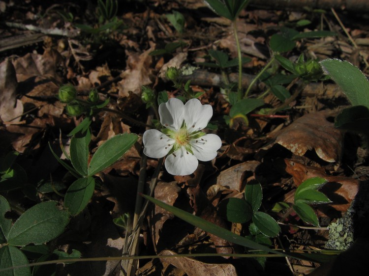 Potentilla montana